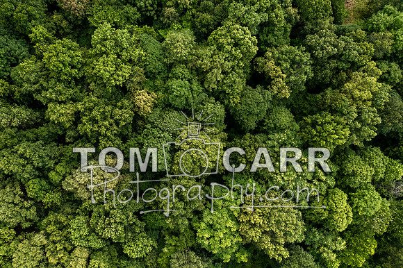 DJI_0560