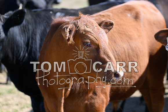 l.baggett_041123-244